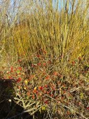 Rose hips and willow in the winter sunshine